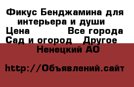 Фикус Бенджамина для интерьера и души › Цена ­ 2 900 - Все города Сад и огород » Другое   . Ненецкий АО